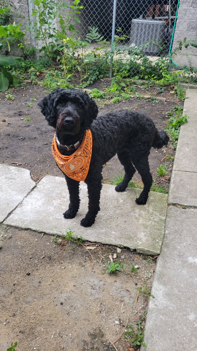 I'm still in a cast, so unfortunately I won't be able to make it to critical mass tonight. In the meantime, here's a cute picture of my pup Luthien to bring some cheer in my absence!