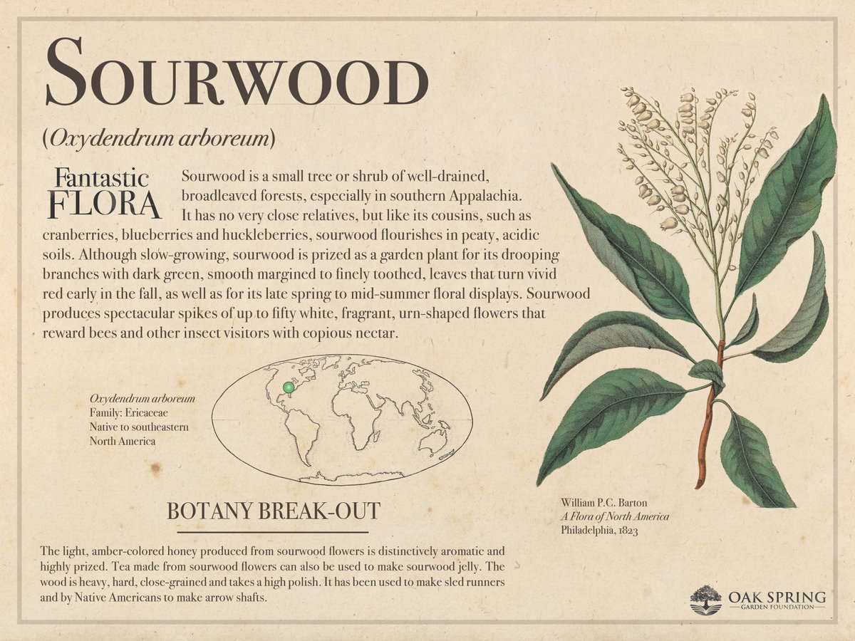 Happy #FantasticFloraFriday! Despite the common name of today's plant, we think it has some pretty sweet attributes.

For more tremendous trees, visit fantasticflora.online.