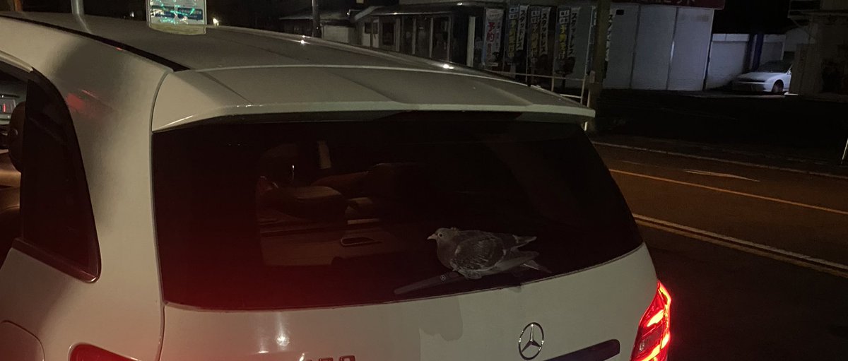 iiiiromado's tweet photo. 買い物後に車に戻ると鳩がワイパーに乗っててさ最初は笑えてたけど5キロくらい走ってもずっと乗ってたから交番行っておまわりさんにとってもらったおまわりさんも私用のスマホで写真撮っていいですかって言って撮ってた https://t.co/e9AtJ9Fr0S