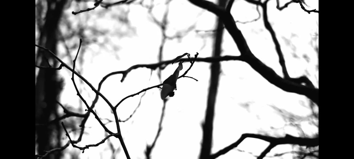 Lucid Fly - What Winter Was Like youtu.be/f3f4j7hPID4?si…