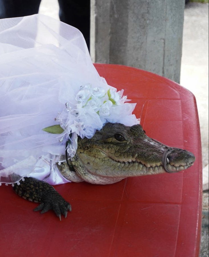 I made a Pinterest style mood board to celebrate Lana Del Rey’s Cajun swamp wedding 🤍

(Fr tho, congrats to Lana and Jeremy.)