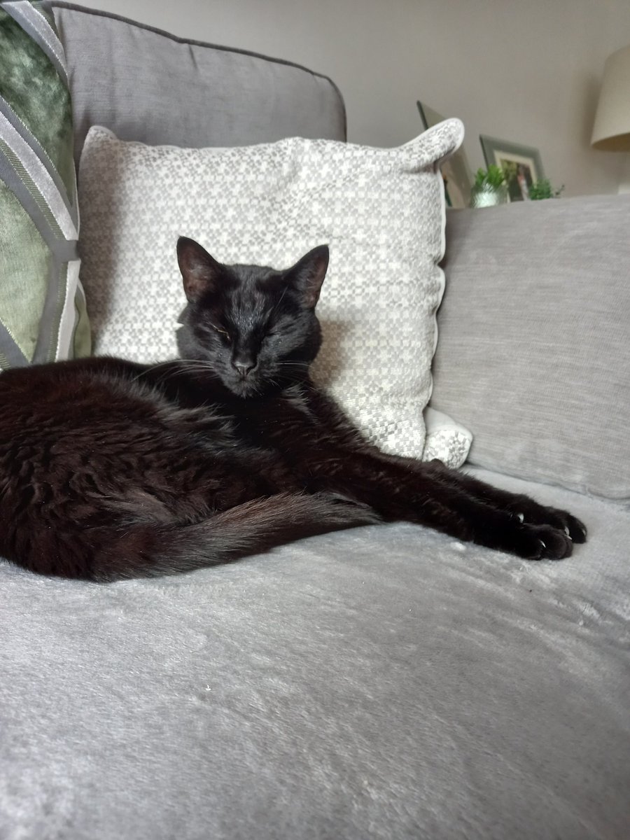 shdool123's tweet photo. It's a very rainy day, so just chilling and stretching my legs 🖤🐾😺  #catnoirfriday #cats #AdoptDontShop #CatsOfTwitter https://t.co/oMiZxu6R6X