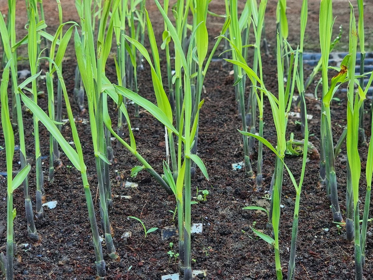 Om Prakash Singh Dycc Saharanpur उप गन्ना आयुक्त (@opsinghdycc) on Twitter photo 