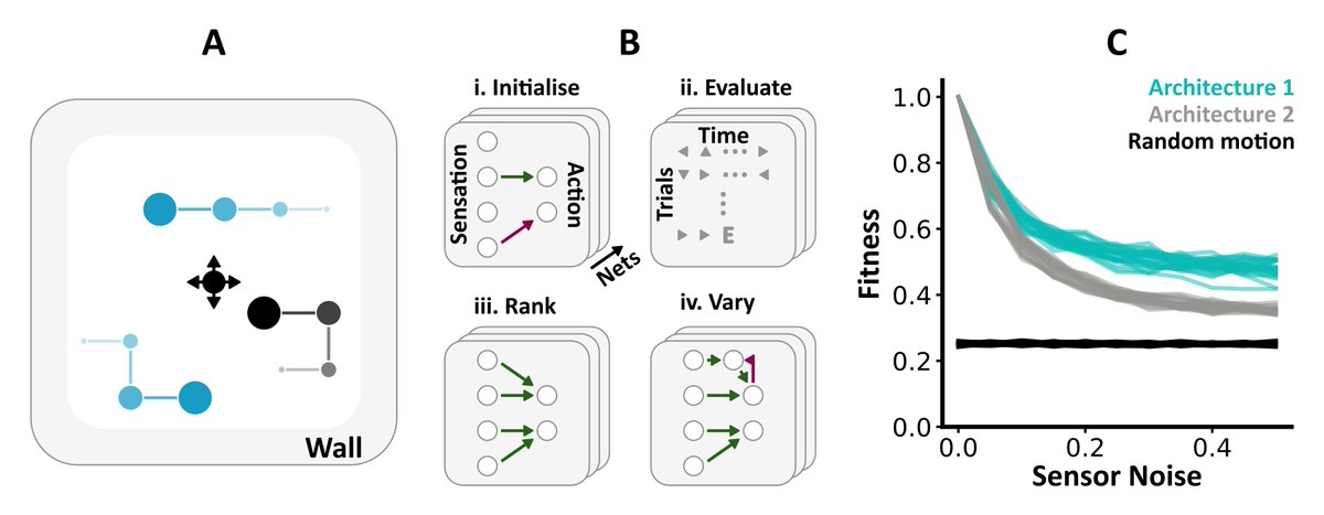 Dan Goodman (@neuralreckoning) on Twitter photo IV 47 - <a href="/MarcusGhosh/">Marcus Ghosh</a> has been evolving neural networks on multisensory predator/prey and foraging tasks and finding how the need for different architectural features like recurrency emerge as task complexity increases. IV 47 - <a href="/MarcusGhosh/">Marcus Ghosh</a> has been evolving neural networks on multisensory predator/prey and foraging tasks and finding how the need for different architectural features like recurrency emerge as task complexity increases.