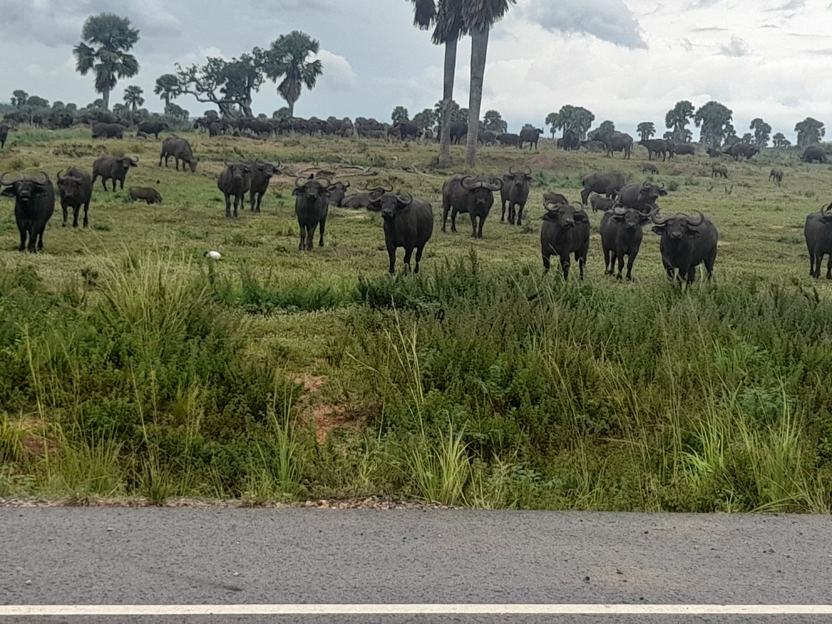 Dr Sam Orochi Orach tweet media