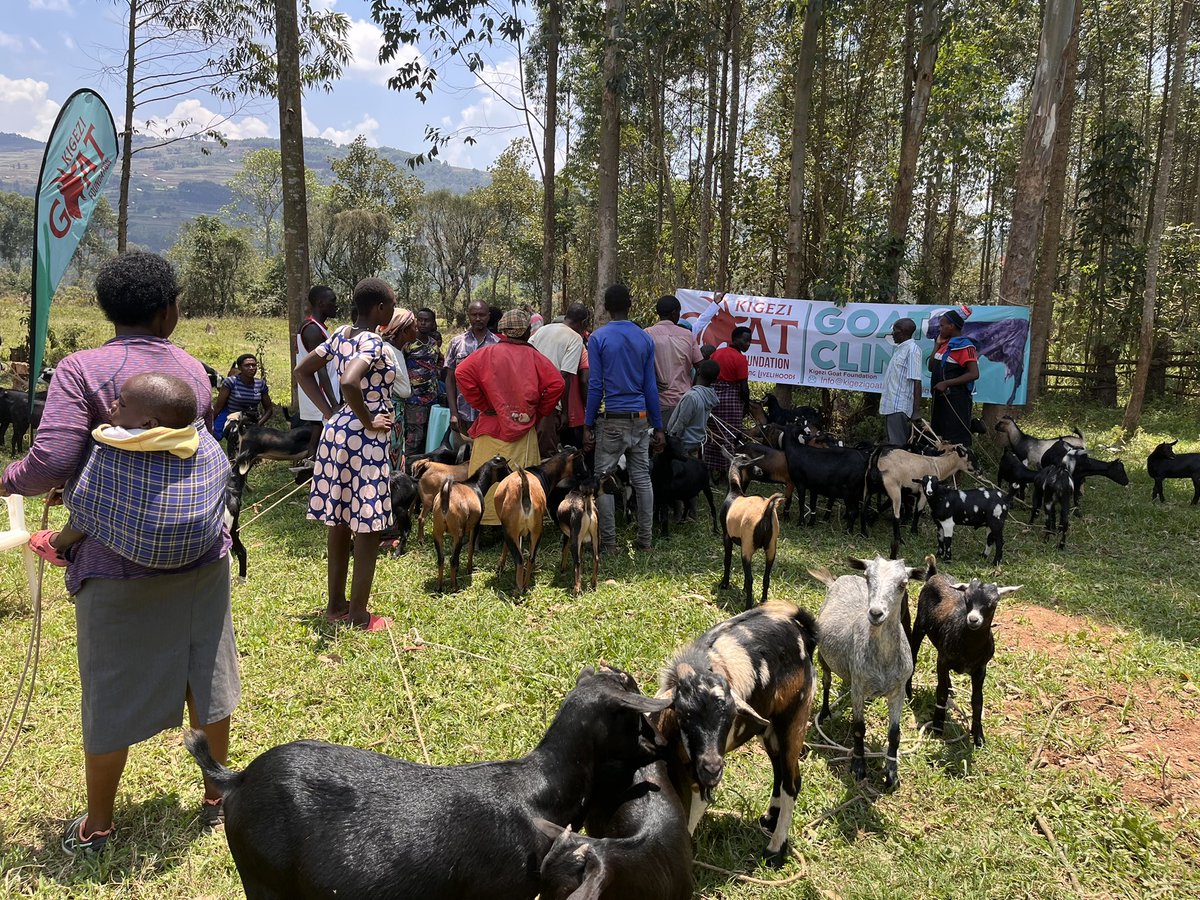 In preparation for tomorrow’s Seeds of Gold Farm Clinic, Together with DVO’s  office, we conducted a PPR vaccination campaign and successfully vaccinated over 450 goats in Muyebe Parish, Kabale District.<a href="/ntvuganda/">NTV UGANDA</a> <a href="/DailyMonitor/">Daily Monitor</a> <a href="/NAGRC_DB/">NATIONAL ANIMAL GENETIC RESOURCES CENTRE &DATABANK</a> <a href="/narouganda/">NARO Uganda</a> <a href="/FAO/">Food and Agriculture Organization</a>