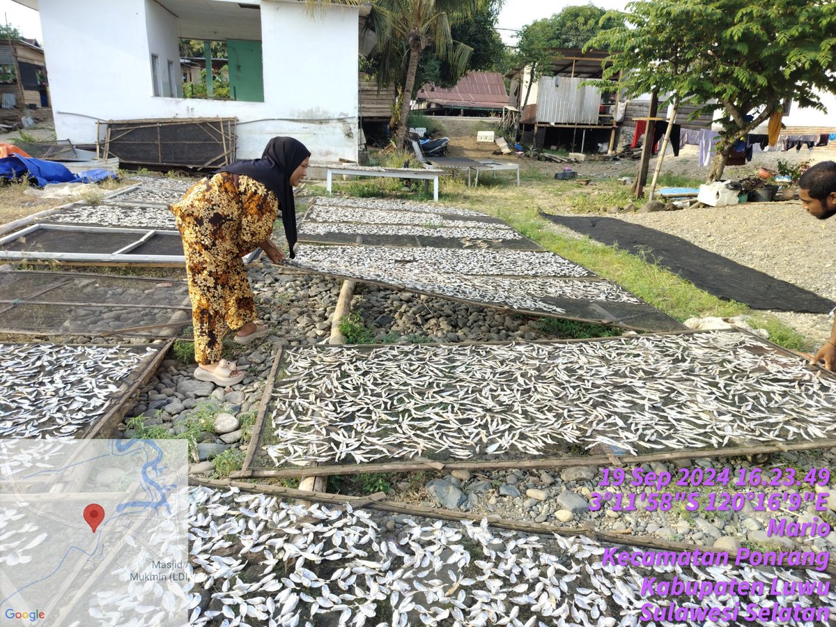 hasrlana80's tweet photo. Kamis(19/09), Hasriana, S.Pi Luhkan Kab.Luwu, di Poklahsar Baracuda, Desa Mario Kec. Ponrang, Monitoring Produksi Ikan Kering Peperek 10 Kg dan Ikan kering Teri kurang Lebih 6 Kg harga Rp.70.000/Kg
#GiatLuhkanSatminkalMaros
#luwu
#luhlapor
@BRPBAP3_Maros
@Puslatluhkp
@brsdmkp https://t.co/U8JxaFgjab
