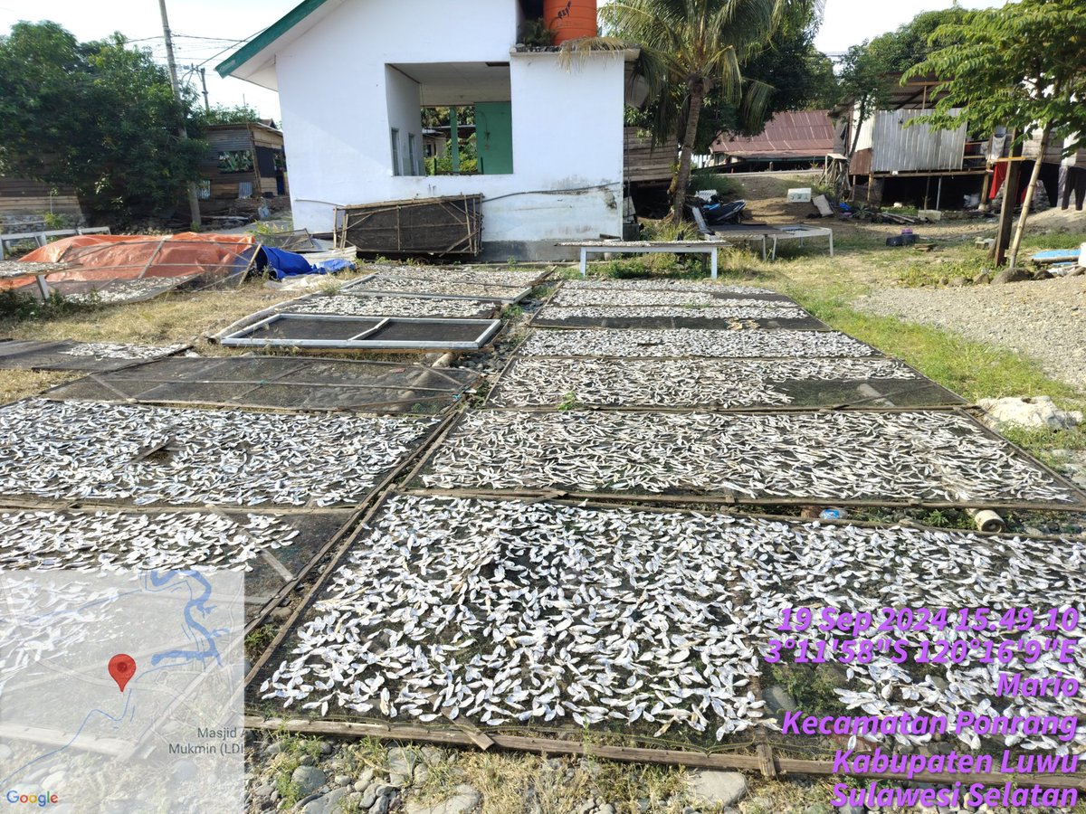 hasrlana80's tweet photo. Kamis(19/09), Hasriana, S.Pi Luhkan Kab.Luwu, di Poklahsar Baracuda, Desa Mario Kec. Ponrang, Monitoring Produksi Ikan Kering Peperek 10 Kg dan Ikan kering Teri kurang Lebih 6 Kg harga Rp.70.000/Kg
#GiatLuhkanSatminkalMaros
#luwu
#luhlapor
@BRPBAP3_Maros
@Puslatluhkp
@brsdmkp https://t.co/U8JxaFgjab