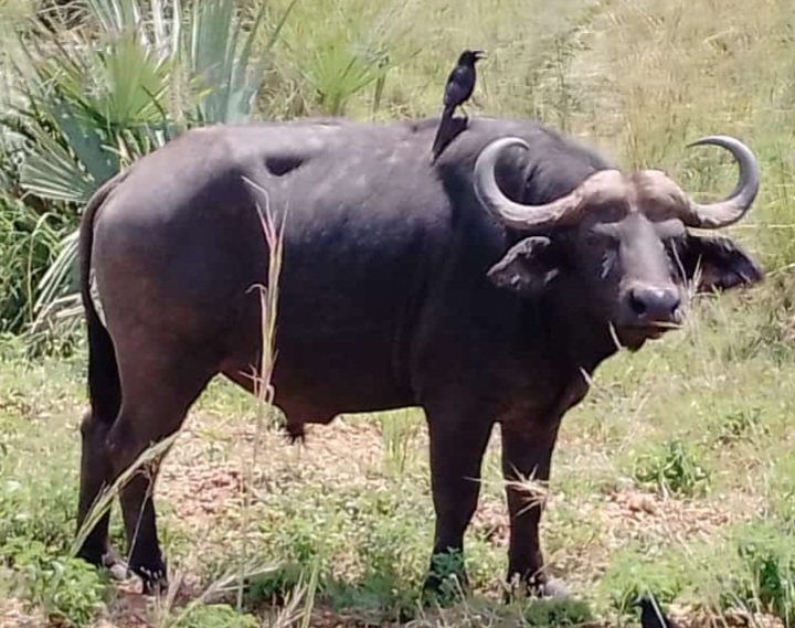 Dr Sam Orochi Orach tweet media