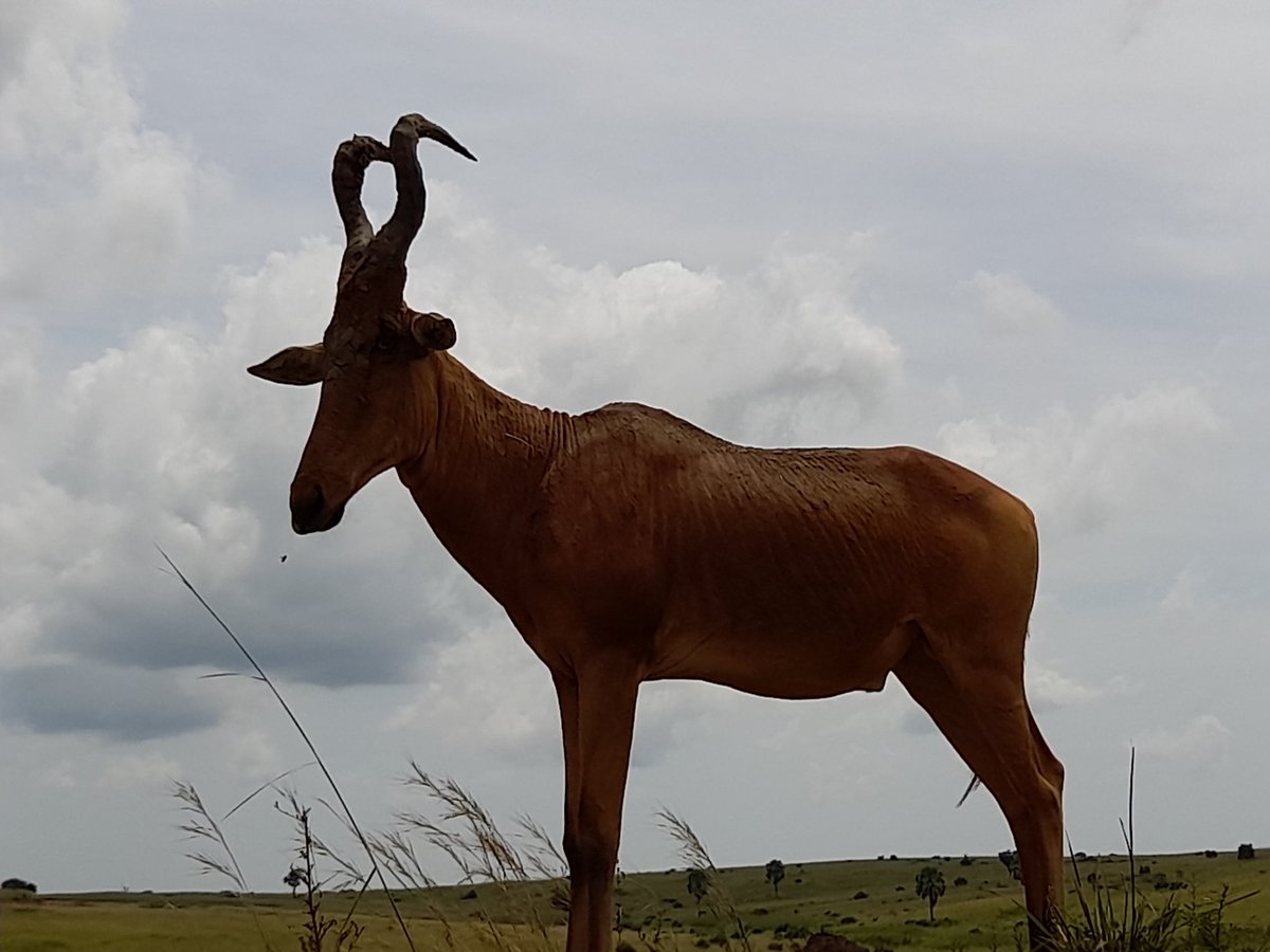 Dr Sam Orochi Orach tweet media