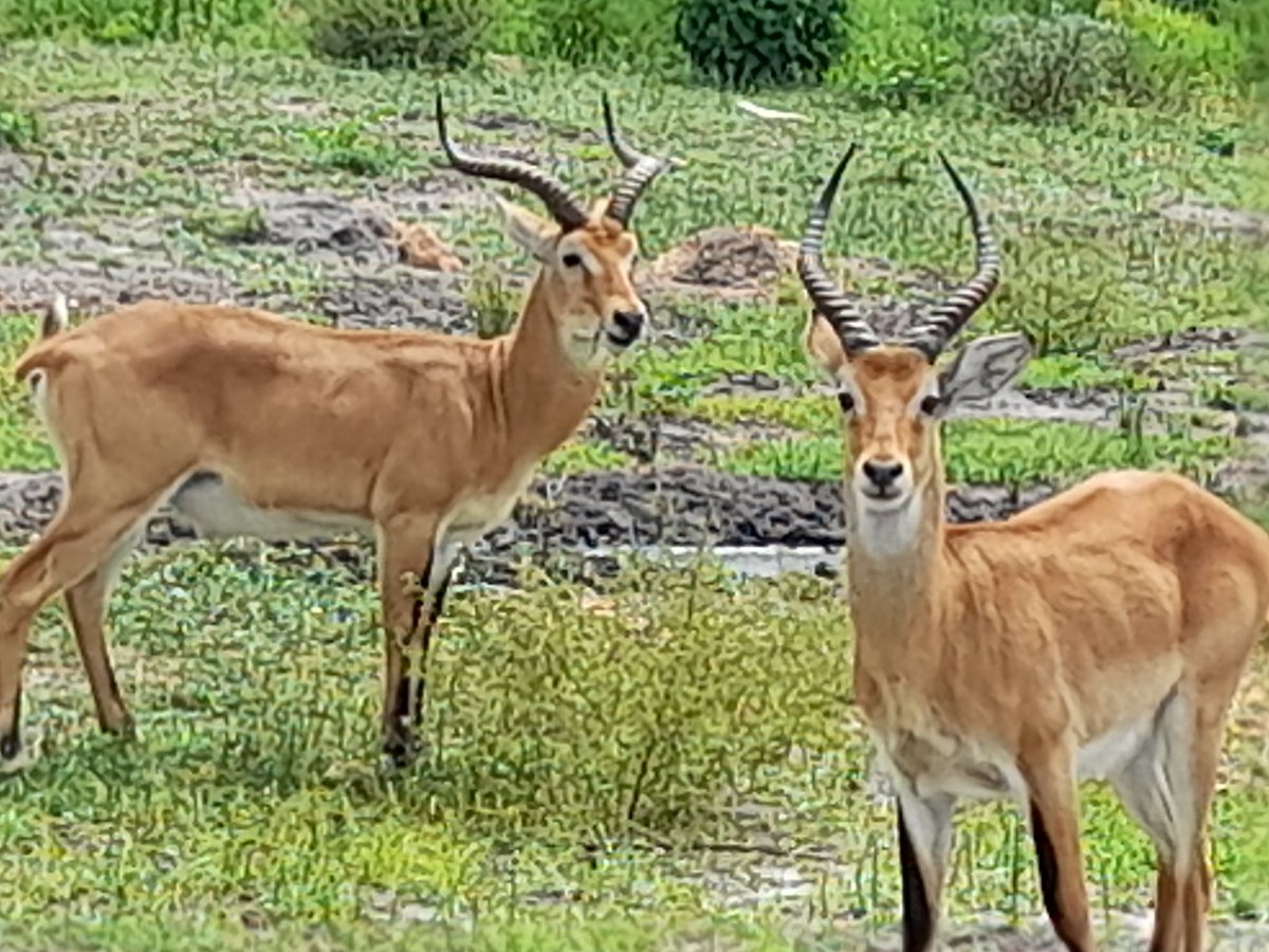 Dr Sam Orochi Orach tweet media