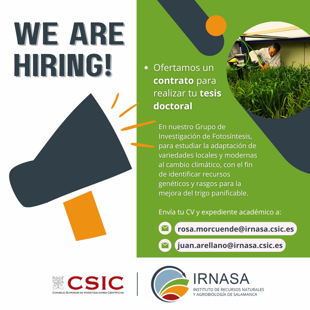 #HiringNow‼️  Buscamos candidatos para realizar la #TesisDoctoral en el Grupo de Fotosíntesis del #IRNASA sobre la adaptación de variedades de trigo al cambio climático 🌾🌡️

Más info y requisitos en la web 👉irnasa.csic.es/el-irnasa-csic…

¿Te vienes al #EquipoCSIC? 😉
