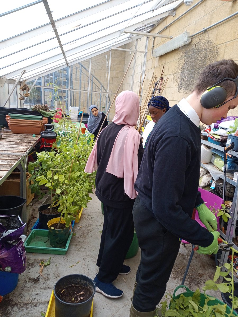 We have picked all our tomatoes and kept the green ones to ripen so we cut up all the plants and gave the greenhouse a tidy