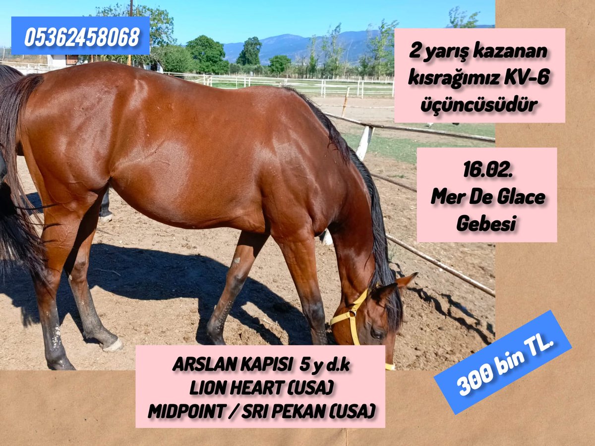 #MerDeGlace gebesi #Lionheart kızı 5 yş. Genç kısrak, Ocakta doğum bekleniyor #vamitalip #İdmanda #KoşanAtlar  #TercihliKısraklar #GebeKısraklar #ArapTaylar #İngilizTaylar #Yearling #ArabianHorses #Stallion #Tjk #Tigem #PansiyonHara #Hipodrom #TaySatış irtibat 0536 245 80 68