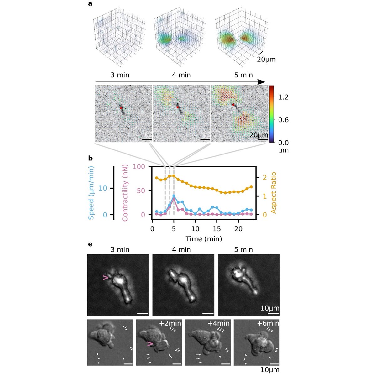 The inflamed lung is full of immune cells, but how do they get there? We found that immune cells can generate large traction forces - comparable to fibroblasts - that help them migrate through narrow pores. Read more in Nature Physics: rdcu.be/dU9Nj