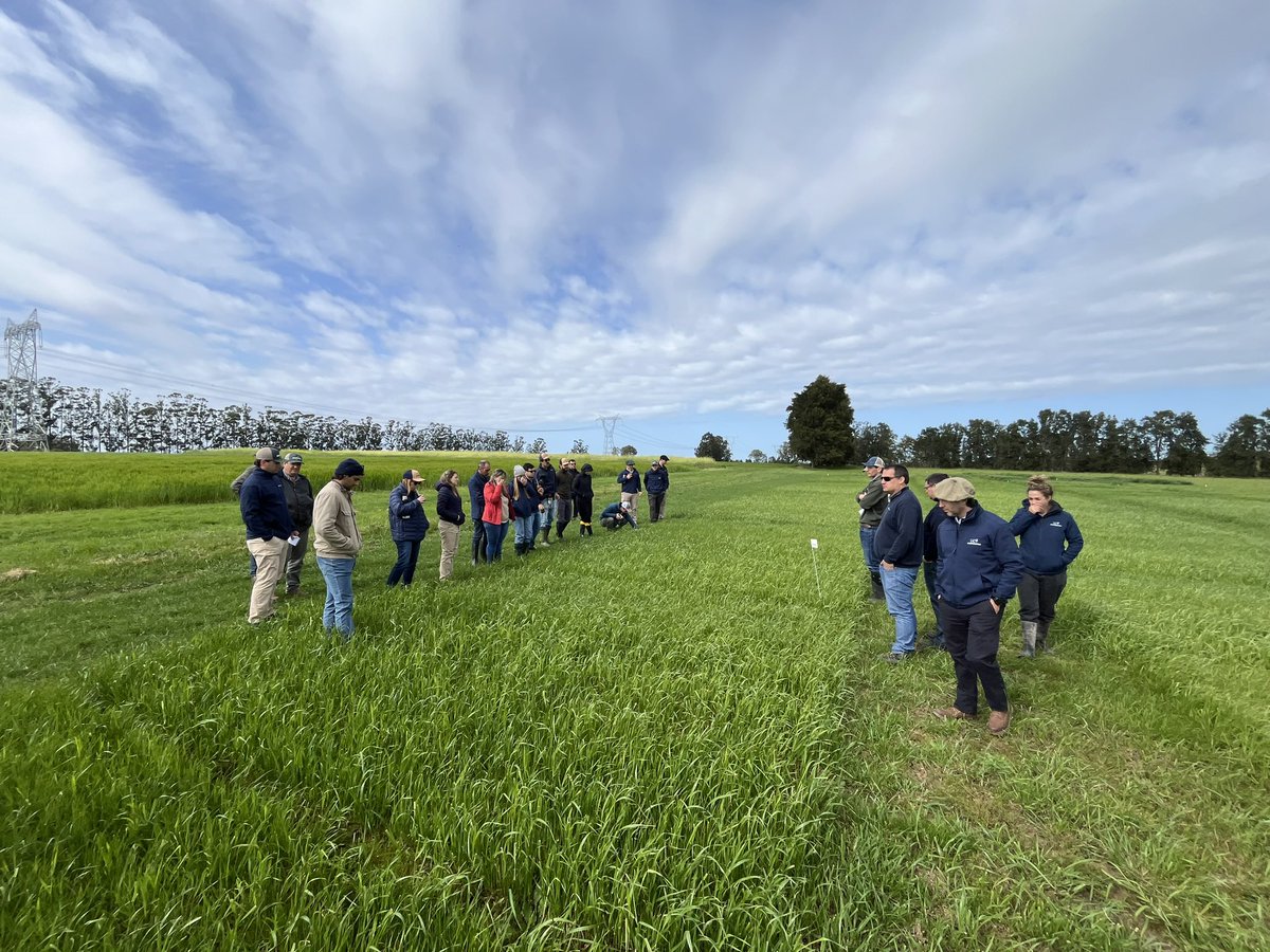 PGGWrightson_UY's tweet photo. Al otro del día del gran evento del Pasturas realizamos una capacitacion en nuestro campo experimental y de desarrollo en San José a  nuestro equipo de técnicos que tenemos en Uruguay, Argentina y Brasil.Esto no para, pasión por las pasturas!@PGGWrightson_BR @PGGWrightson_AR https://t.co/S2axm6OvDL