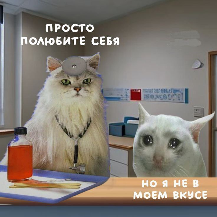 cats, i love cats tweet media