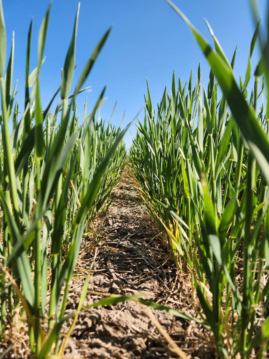 bioceressemilla's tweet photo. 😎Es viernes y nuestros #TremendosTrigos lo saben.
🌾Variedad: IRUYA HB4 en secano
📌El Arañado - CBA
🗓️FS: 23/05/2024 https://t.co/11QNDf1a7D