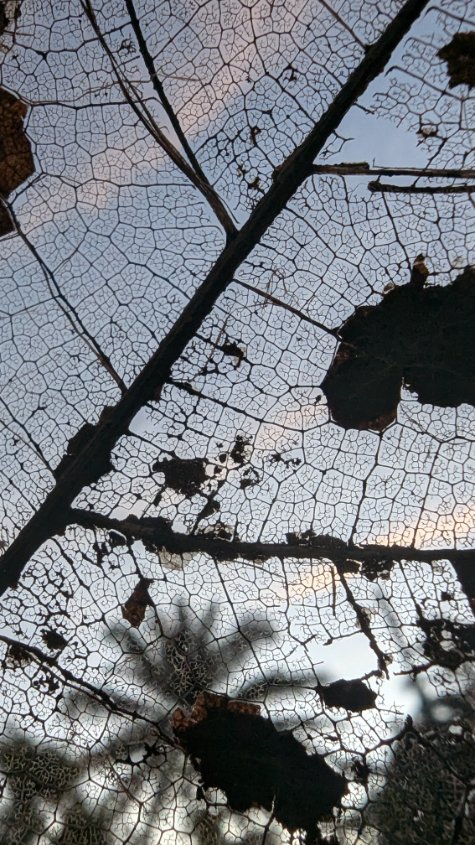 Pro_282_'s tweet photo. the maze
(A decaying leaf—showing the leaf's veins. Looks like a maze.)

#mobilephotography #teampixel #pixel7pro @TheMobPhoto https://t.co/4FMx5Sz5hJ