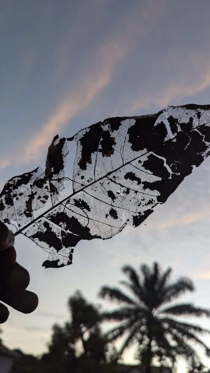Pro_282_'s tweet photo. the maze
(A decaying leaf—showing the leaf's veins. Looks like a maze.)

#mobilephotography #teampixel #pixel7pro @TheMobPhoto https://t.co/4FMx5Sz5hJ
