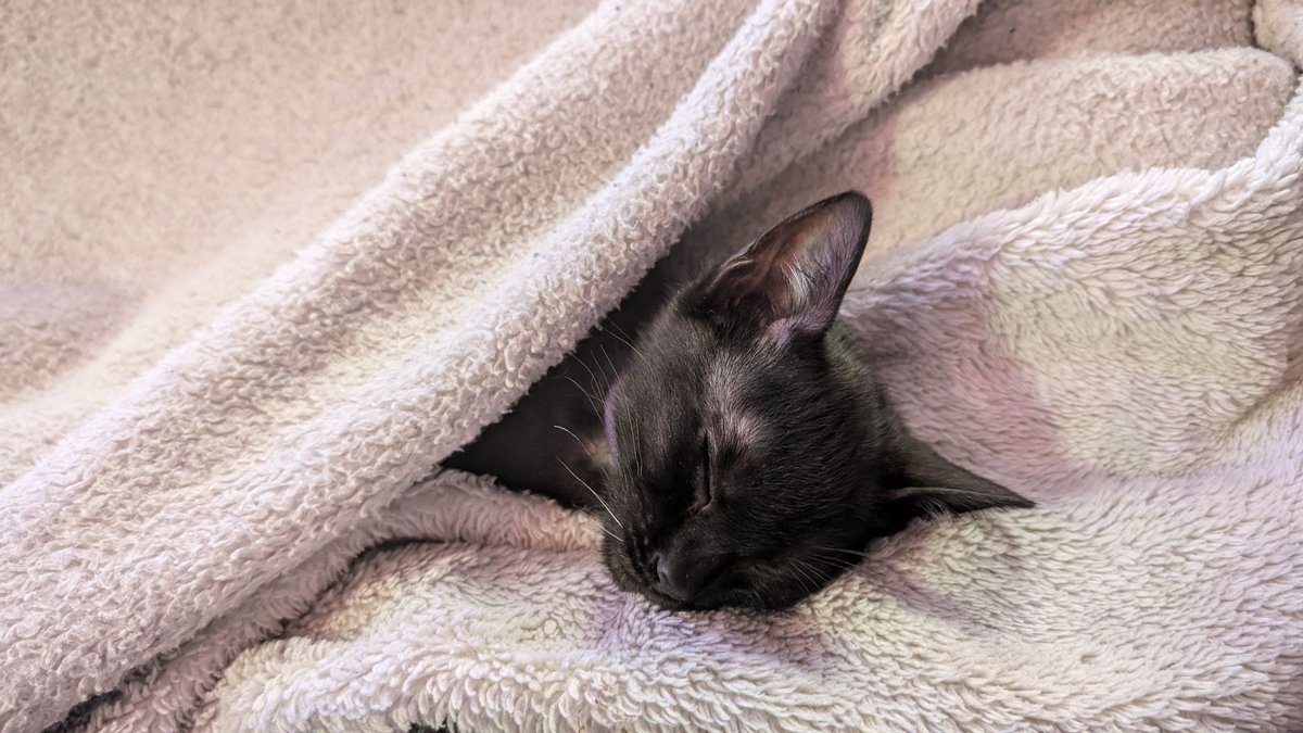 Altin | アルティン 🔜 manedstripes.cat tweet media