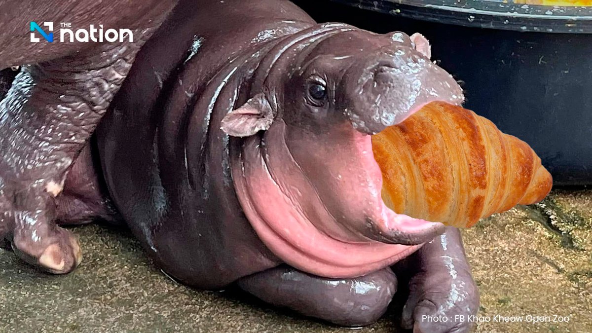 Por más cute que parezca, nunca dejes que un bebe hipopótamo te muerda. Pero JAMÁS permitas que te robe tu Vualá.