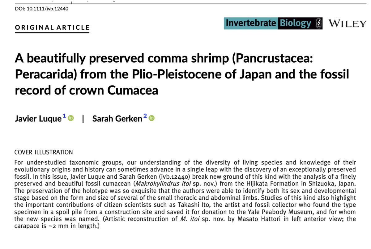 JaviPaleobio's tweet photo. Our paper on a new &amp; beautifully preserved fossil comma shrimp from #Japan 🦐🇯🇵 has been featured as cover image in the latest issue of #Invertebrate #Biology! https://t.co/gN9OkhON7l Just in time for #fossilfriday! Artwork by the talented @dgdt2425 - @Cambridge_Uni @CamZoology https://t.co/RFAImQNfdt