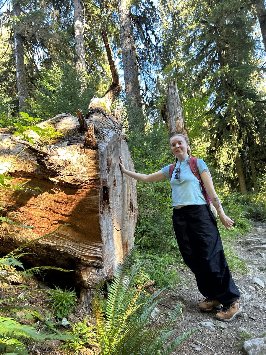 spilledsoap's tweet photo. thinking about these big ass trees in washington again https://t.co/6sqs9NldfI