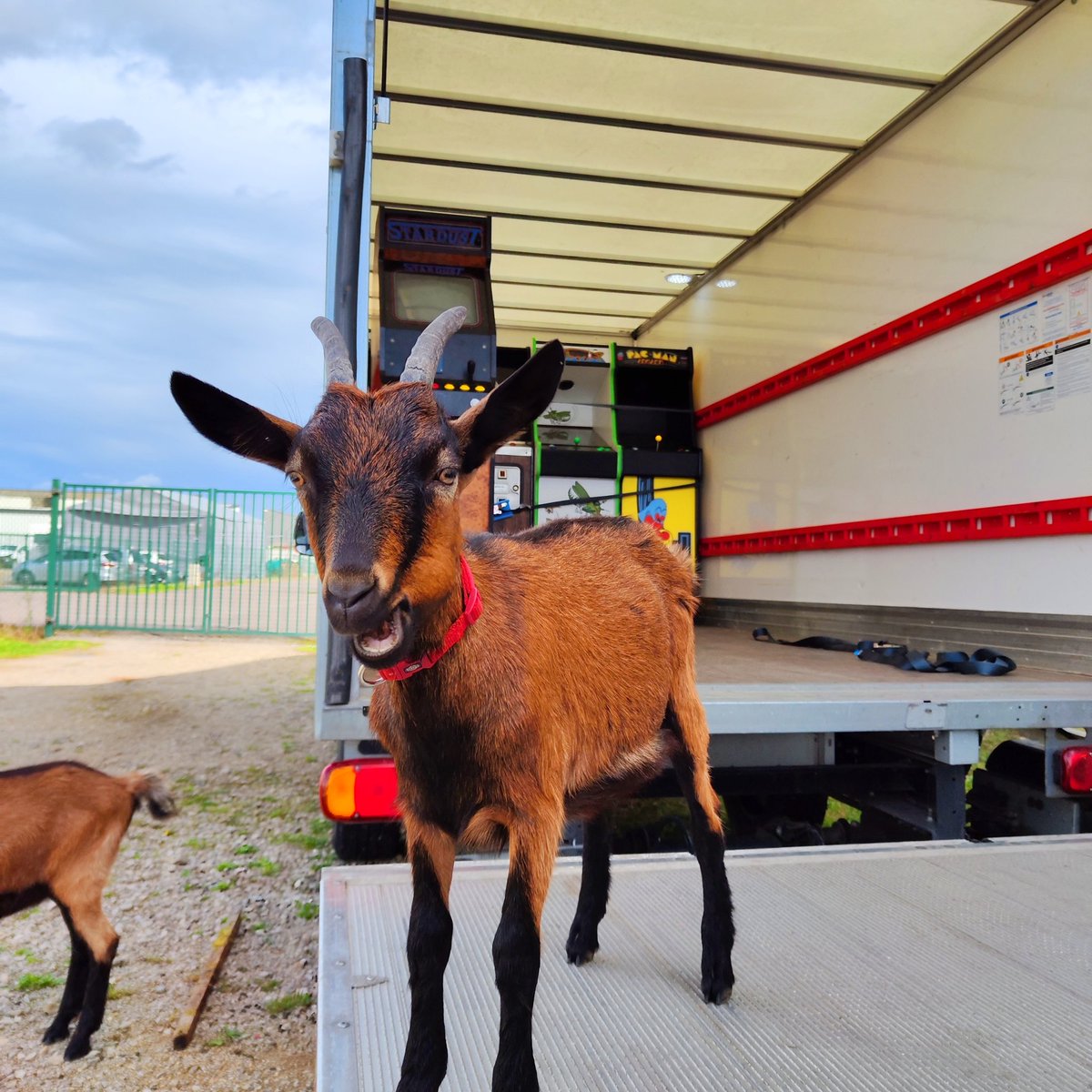 johndostudio's tweet photo. Faites gaffe à vous, parfois le jeu vidéo ça rend chèvre 🐐 au sens propre ... 🤣

Rarement vu des animaux aussi curieux que ces deux là ☺️

#arcade #jeuvideo #borne #chevres #chevre https://t.co/9JoAHKYq0C