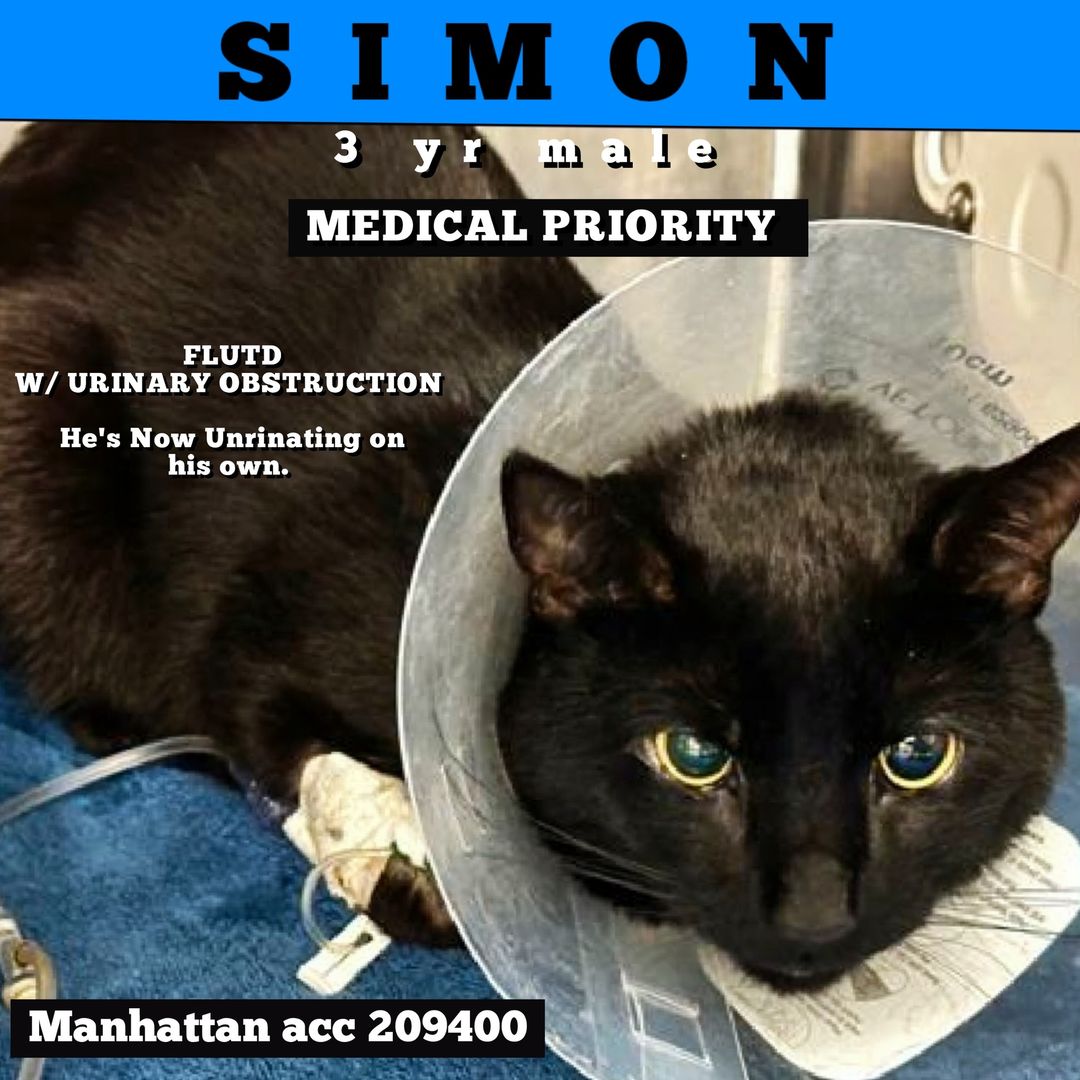 LOVE_CATS_ONE's tweet photo. We are are really worried for Simon 3 yo ๐๐ 4th chance on Emergency Placement List in Manhattan ACC and 215 usd of pledge won't be sufficient to save him unfortunately ๐๐๐๐๐ฟ๐ฟ
Medical Priority ๐จ
Pease Rt or pledge if you can to save his life
๐๐๐ฟ Thank you
@JLthekid9999 @AdamsPaulGrimke
https://t.co/rDmZp5cUz5