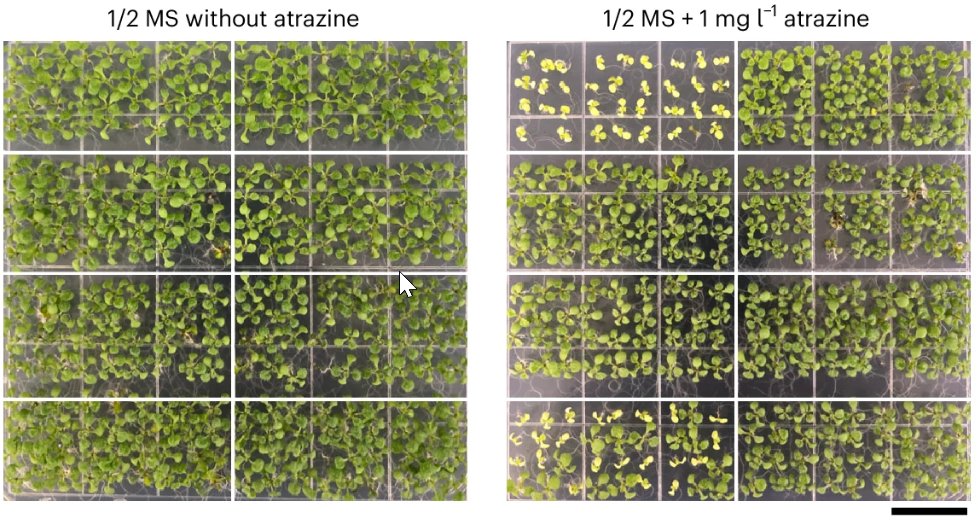 Nature Plants tweet media