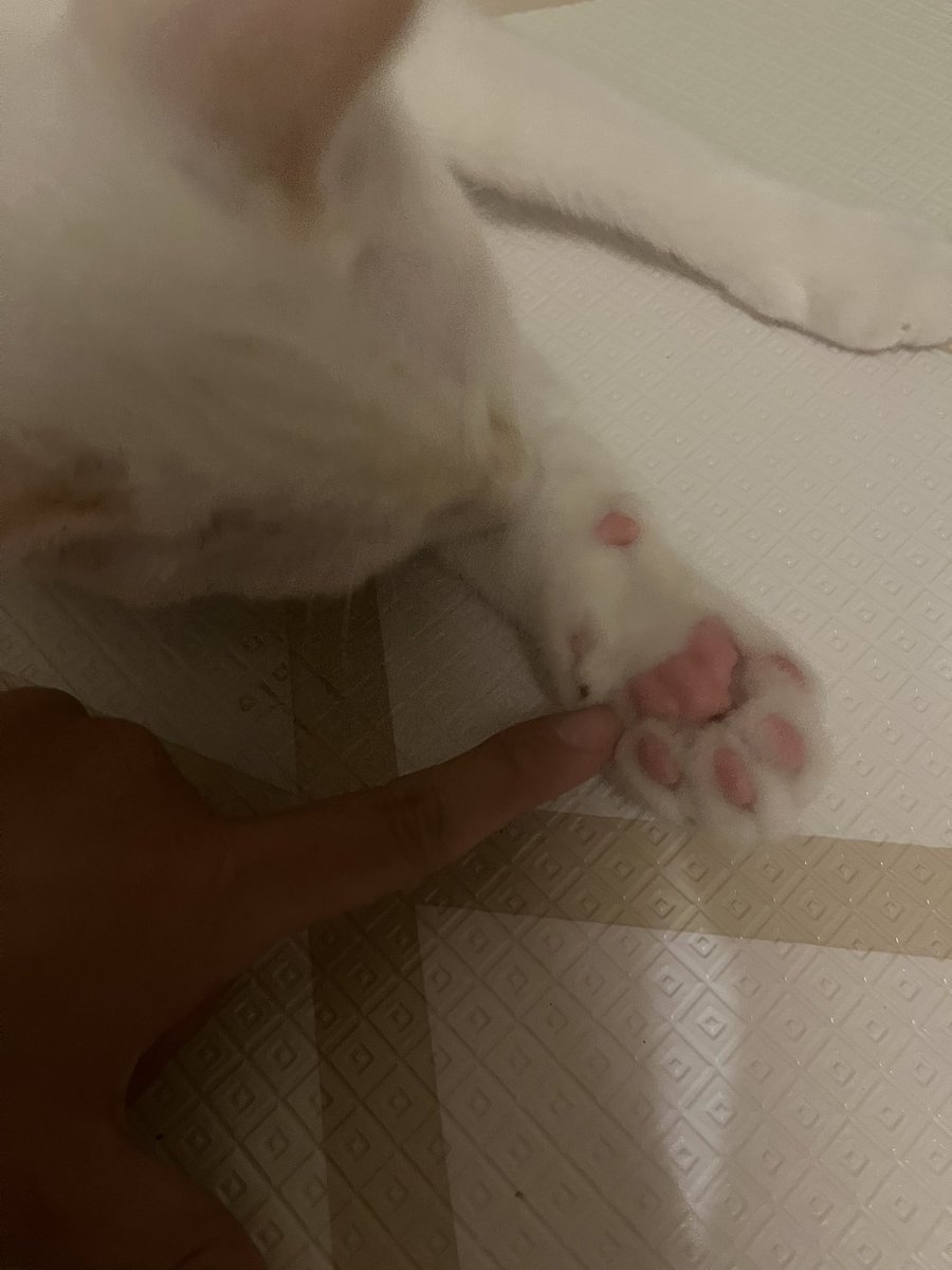 我が家に来た猫さんがみんなワンちゃんのような性格なのなぜ？？？と周りから不思議がられています。笑  家に帰ってきたら玄関までお迎え🙃常に玩具を咥えて持ってくる・ずっとすりんこすりんこぴったりくっついてるボーイ。お手手がおっきくてライオンさんみたいです🦁 すみちゃんも相変わらず。