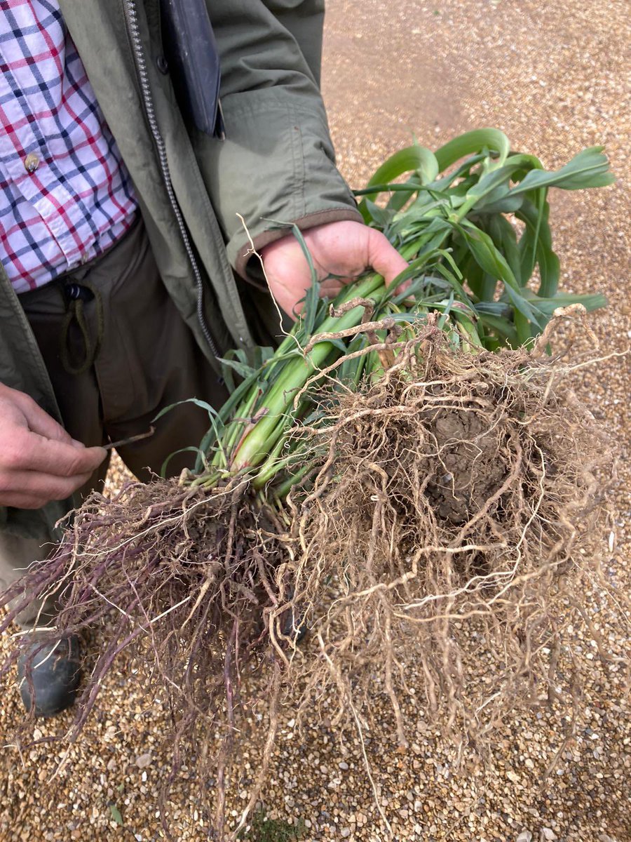 The Allerton Project (@allertonproject) on Twitter photo Today our own soil expert Dr <a href="/jennybussell/">Jenny Bussell</a> was in action at the farm of <a href="/tjcsimpson/">Toby Simpson</a>.
Toby is one of our excellent <a href="/ClieNFarms/">ClieNFarms</a> farmers, but today we were supporting him as he hosted a cover crops day sponsored by <a href="/AnglianWater/">Anglian Water</a> 🤝 Today our own soil expert Dr <a href="/jennybussell/">Jenny Bussell</a> was in action at the farm of <a href="/tjcsimpson/">Toby Simpson</a>.
Toby is one of our excellent <a href="/ClieNFarms/">ClieNFarms</a> farmers, but today we were supporting him as he hosted a cover crops day sponsored by <a href="/AnglianWater/">Anglian Water</a> 🤝