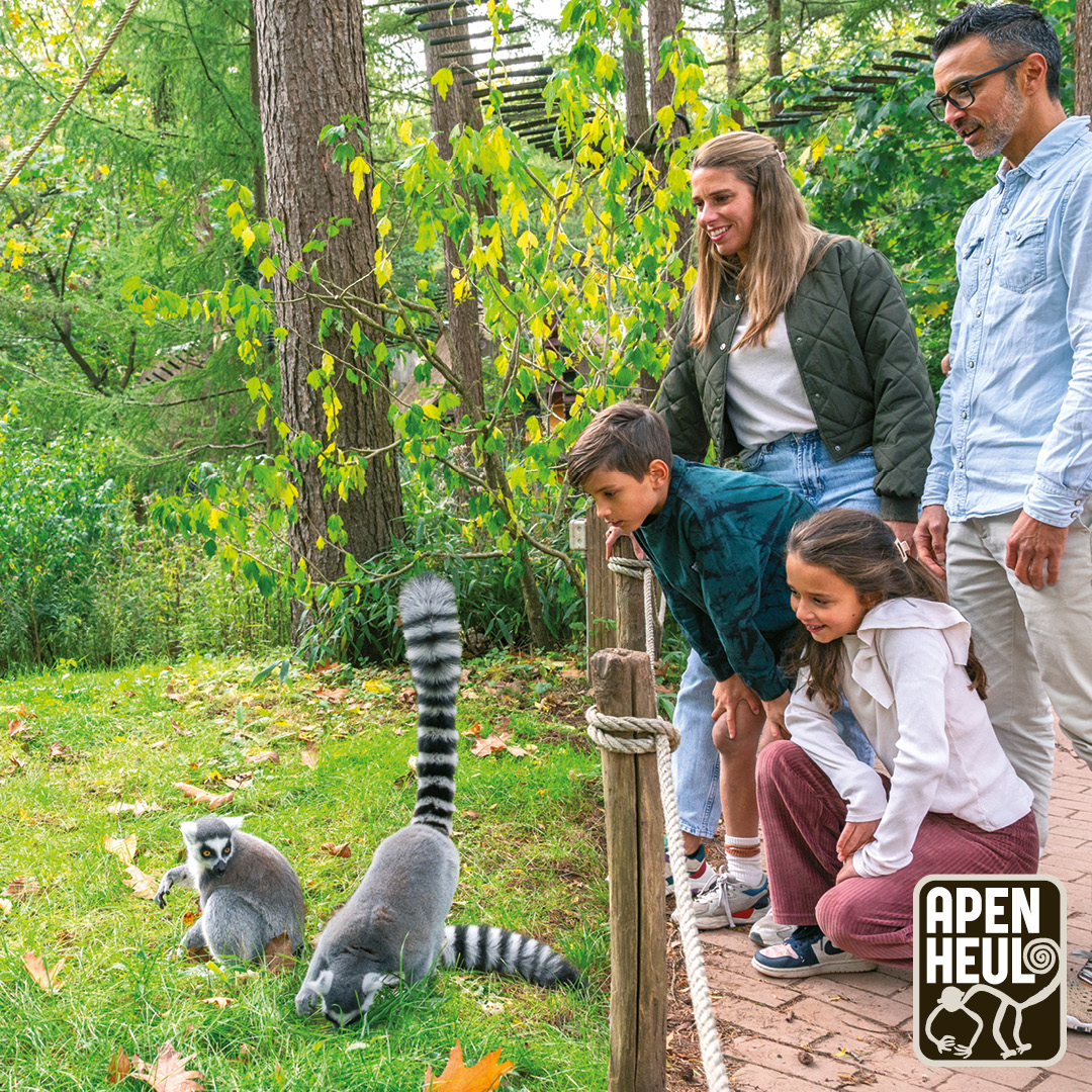 Heb je al plannen voor het weekend? Het wordt iets frisser, dus trek je jas aan en geniet van een heerlijke herfstwandeling tussen de loslopende apen in Apenheul. 🍂🐒

#apenheul #herfstuitje #weekendtip #dagjeuit #dierentuin