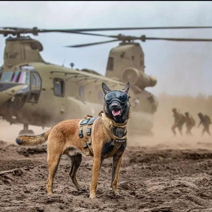 What else can you compares to the bravery and sacrifices that come along with being a soldier? 🇺🇸