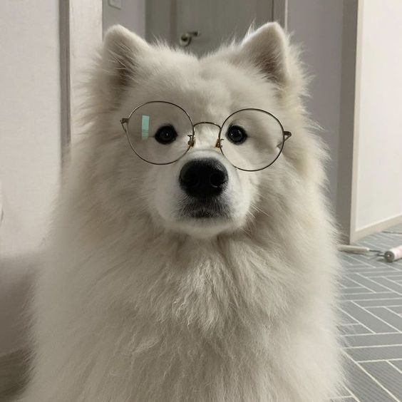 dogssaveworld's tweet photo. https://t.co/US6Gbsisp7