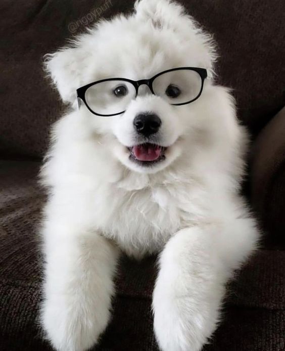 dogssaveworld's tweet photo. https://t.co/OME5aHaJ4Z