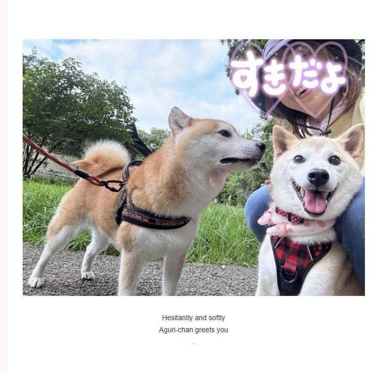 F.B0mb 🇮🇶🇵🇸 tweet media