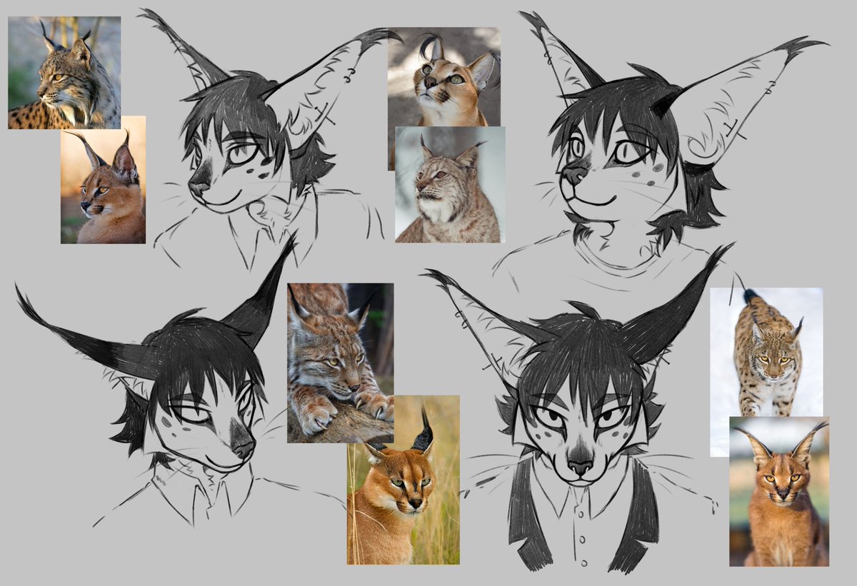 git_kami's tweet image. was learning how to draw more accurate feline faces! my oc Wolfram [they/he]