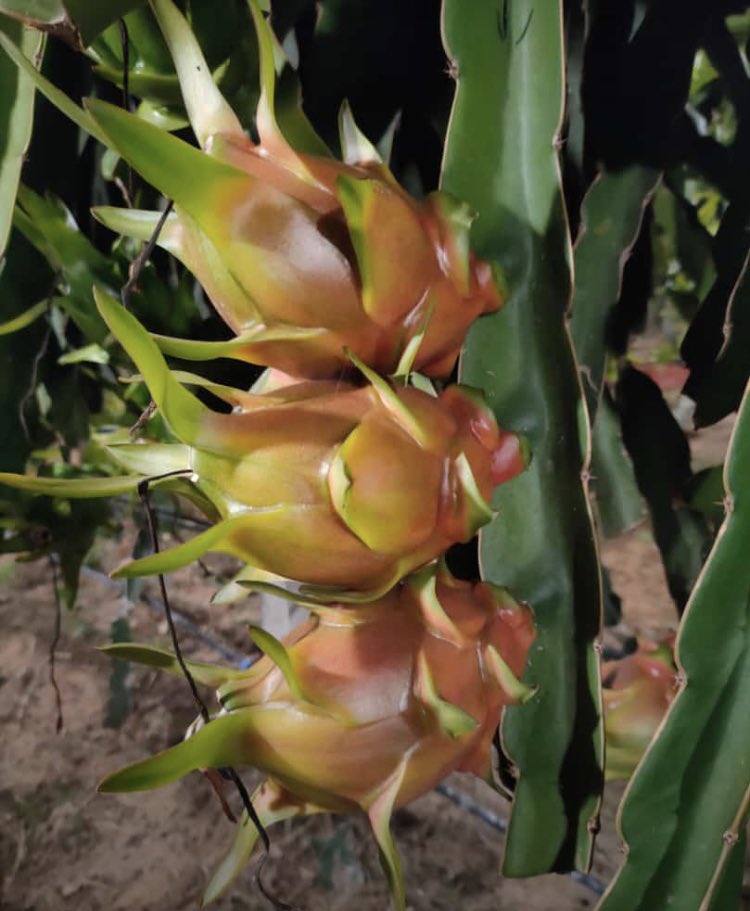 Enjoying the exotic sweetness of dragon fruit, straight from our land. 🌱🍈 #EcuadorianAgriculture #TropicalFruits #DragonFruit