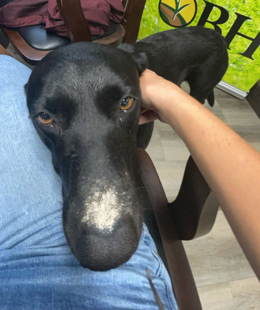 Sarah Dintelmann Wagner tweet media