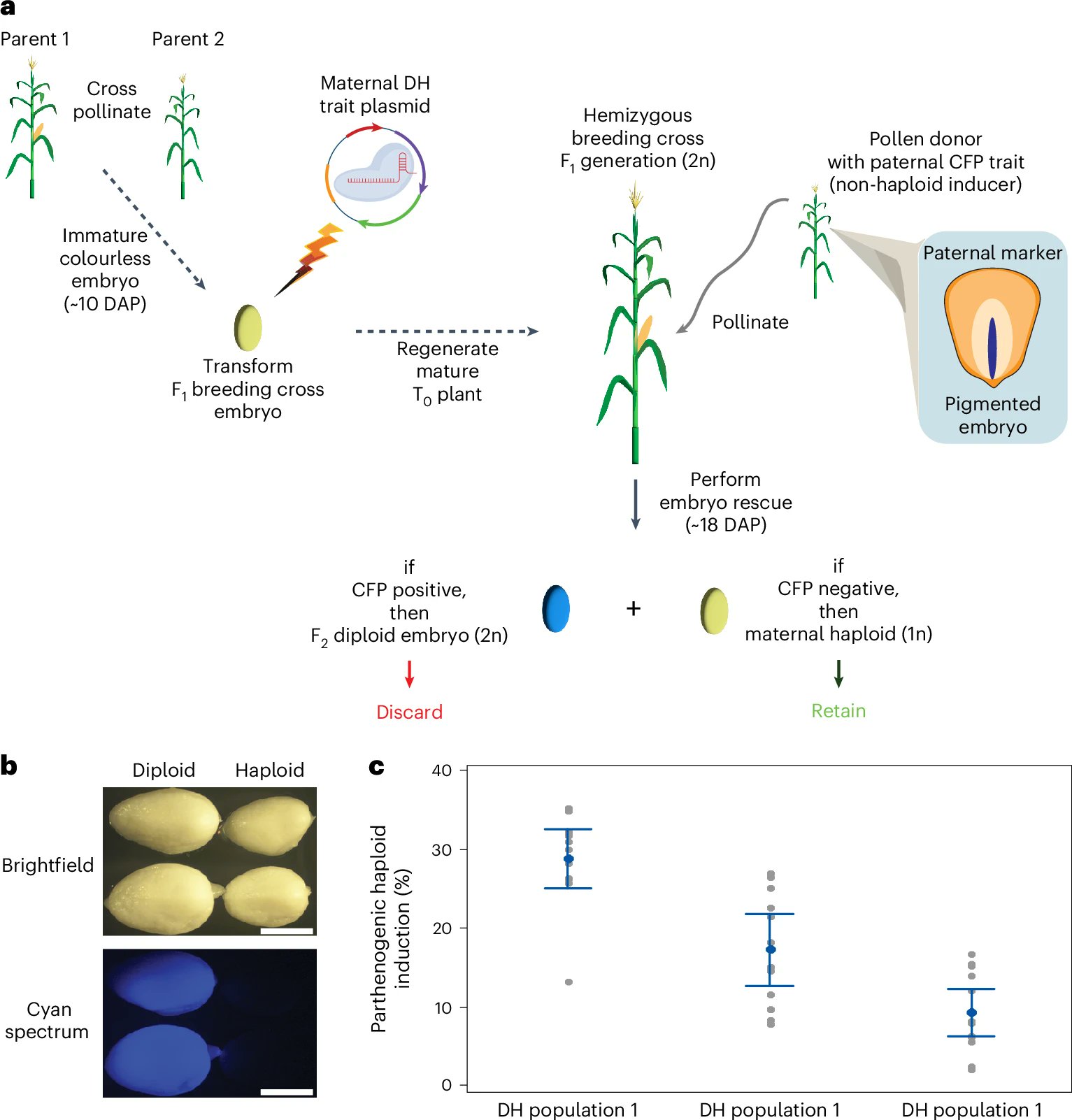 Parthenogenesis Diagram Parthenogenesis – Introduction, Types,