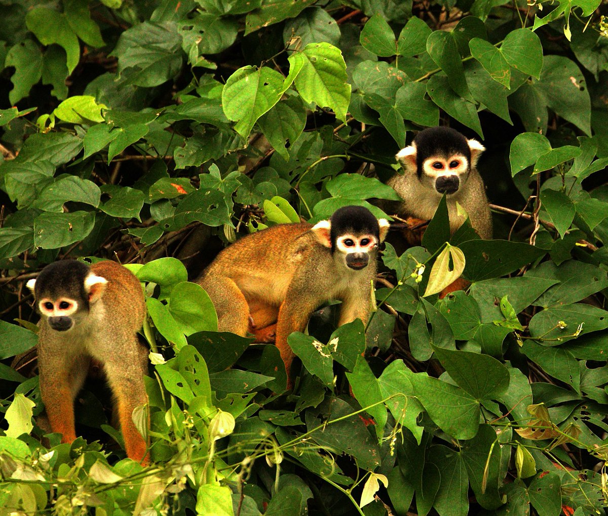 Vacay.ca (@vacaycanada) on Twitter photo NEW: On World Tourism Day, read this incredible article (with equally incredible photos) about the Amazon in #Peru, by <a href="/jennsmithnelson/">Jenn Smith Nelson</a>.
vacaynetwork.com/how-nature-nur… NEW: On World Tourism Day, read this incredible article (with equally incredible photos) about the Amazon in #Peru, by <a href="/jennsmithnelson/">Jenn Smith Nelson</a>.
vacaynetwork.com/how-nature-nur…