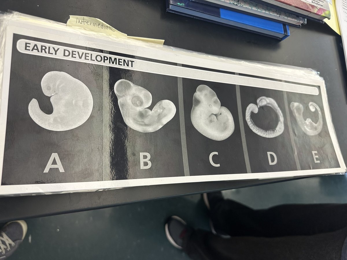 Our 7th grade science classes are learning about embryonic development. Can you guess which animals these embryos belong to? <a href="/mcrobbins210/">Melissa Cero Robbins</a> <a href="/Neyda_Evans/">Neyda Evans</a> <a href="/MSD_Caputo/">Vincent Caputo</a> <a href="/DrTaniaHerzog/">Tania Herzog</a>
