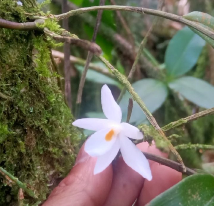 kvnrdt's tweet photo. Dendrobium montanum
From central java.
#orchid
#indonesia
#dendrobium
#species https://t.co/3lclTPvZJW