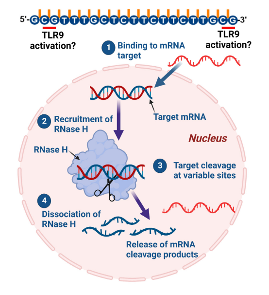nikakhtar_ali's tweet photo. To gain a deeper understanding of antisense therapy in muscular dystrophy, I highly recommend reading the article: 'Chemistry, Structure, and Function of Approved Oligonucleotide Therapeutics.
๐ doi: 10.1093/nar/gkad067
#OligonucleotideTherapeutics
#ASO #RNAi #SpliceSwitching https://t.co/GBgWR2C7zU