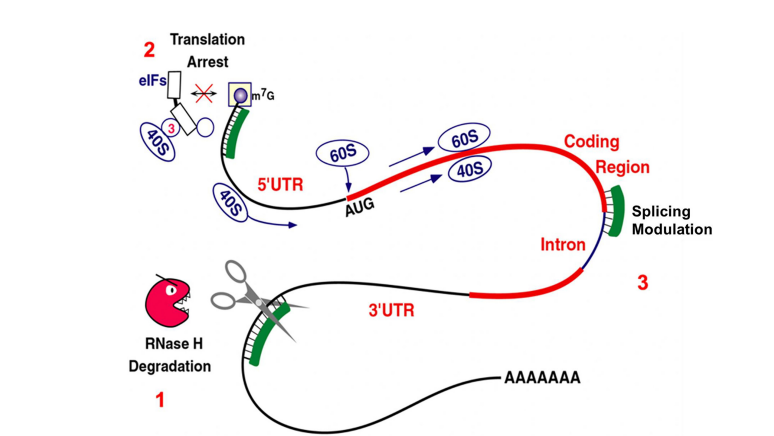 nikakhtar_ali's tweet photo. To gain a deeper understanding of antisense therapy in muscular dystrophy, I highly recommend reading the article: 'Chemistry, Structure, and Function of Approved Oligonucleotide Therapeutics.
๐ doi: 10.1093/nar/gkad067
#OligonucleotideTherapeutics
#ASO #RNAi #SpliceSwitching https://t.co/GBgWR2C7zU
