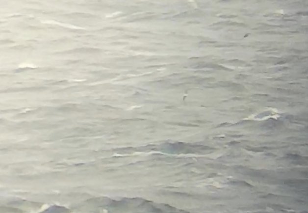 BOOM!! Finally one of my dream birds in my LP, a pterodroma. But not only one... 3 different birds!
Unforguettable day in Higer with record counts of sooty (4,298), manx (849) &amp; arctic terns (122). Also 6 LTS, 60 arctics &amp; 10 poms, razobill, 3 leach's, 12 great shears, sabine...