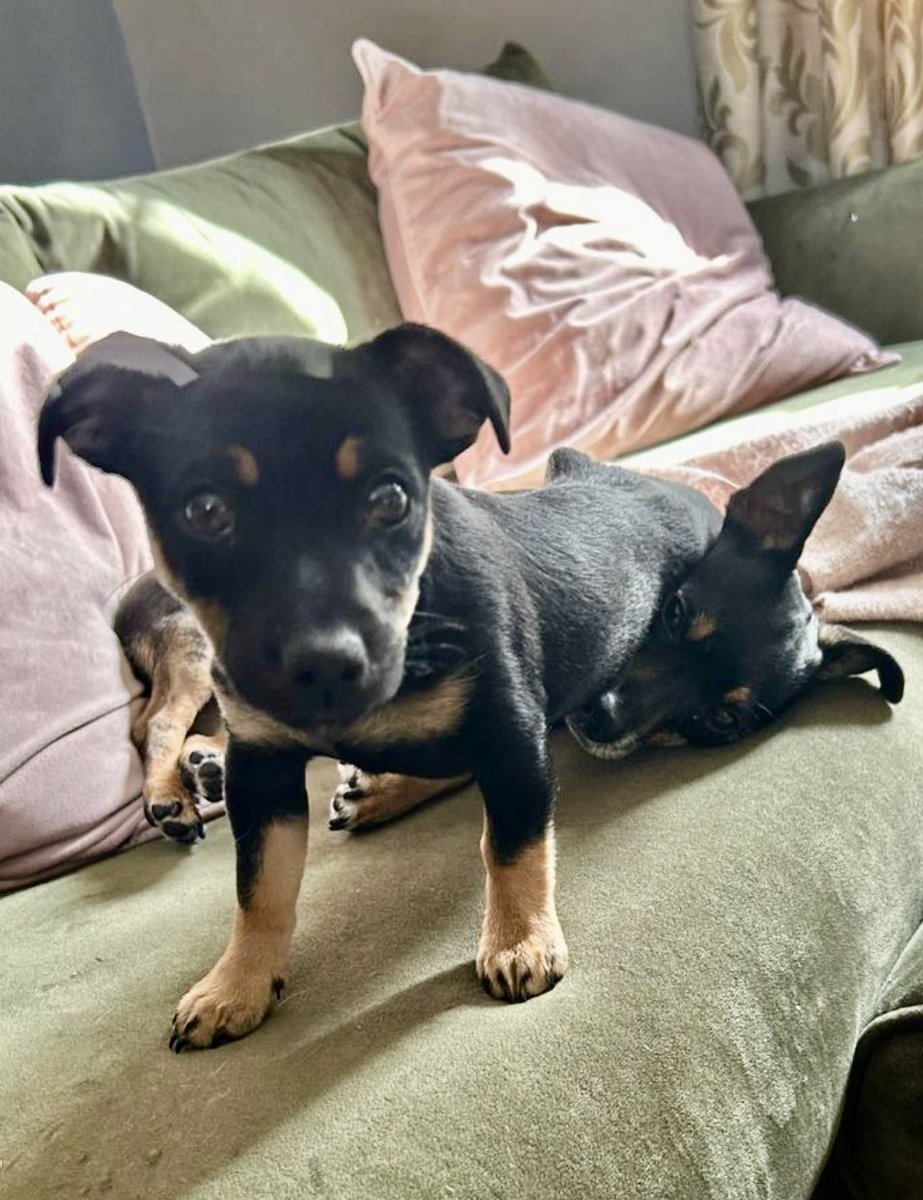 Live laugh lovely dogs