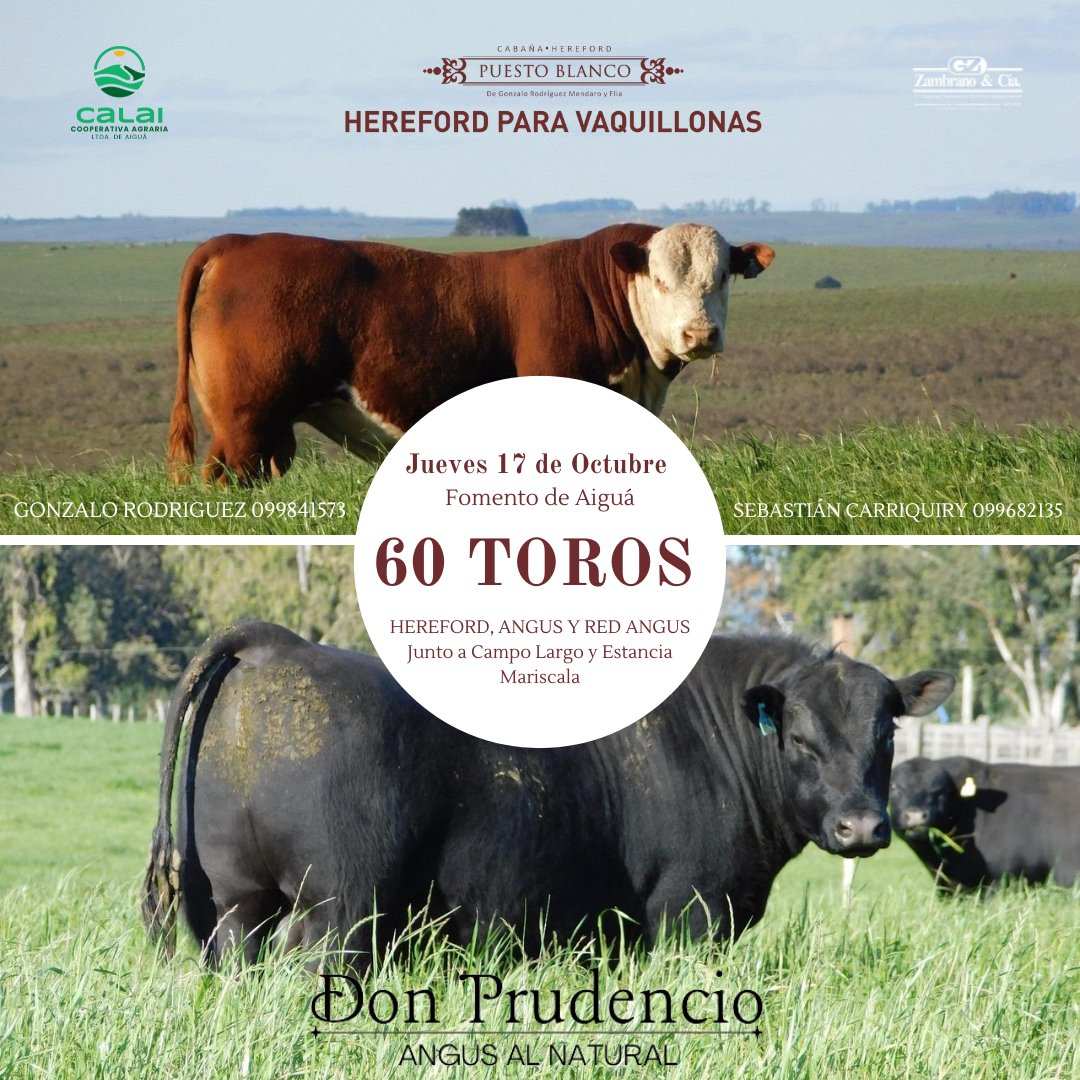 💥 REMATE ANUAL 💥 Ya tenemos fecha para nuestro remate 🗓 agendá el próximo 17 de Octubre en la Fomento de Aiguá. 
🔨 <a href="/ZambranoyCia/">Zambrano & Cía.</a> <a href="/puestoblanco/">Cabaña Puesto Blanco</a>